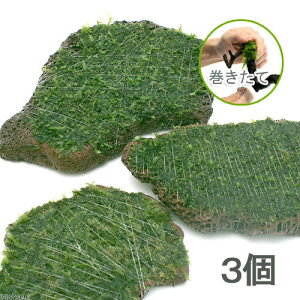 ijā@EB[X@XCXn΁@MTCYitji_ji3j