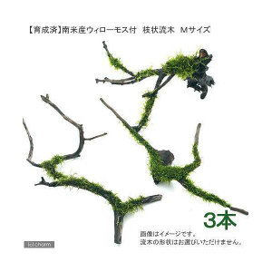 �i�����j���琬�ρ��@��ăE�B���[���X�@�}�󗬖؁@M�T�C�Y�i��20cm�`�j�i�����t�j�i���_��j�i3�{�j