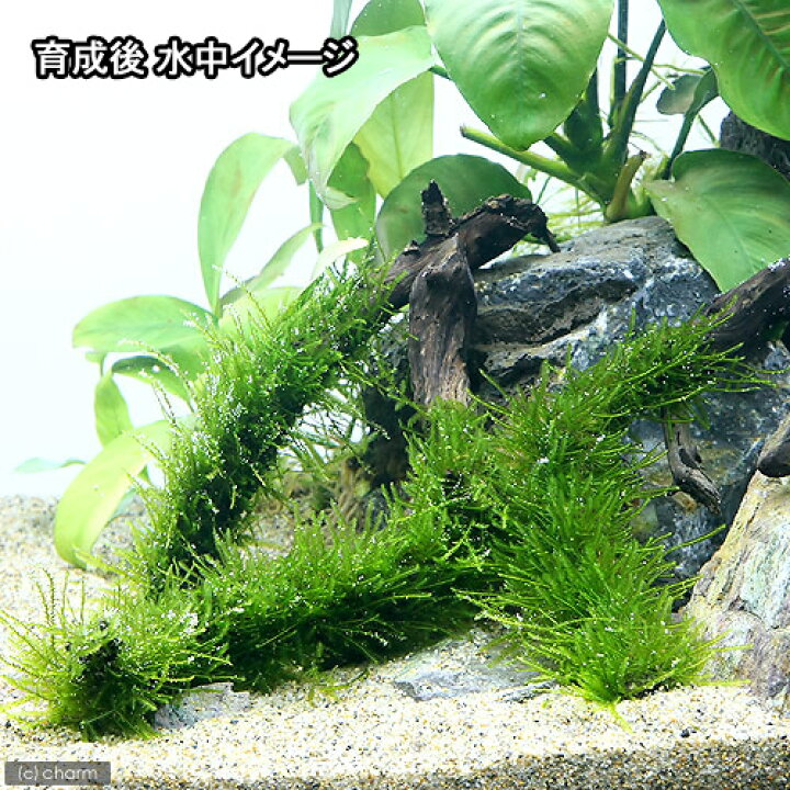 市場 水草 流木ｓサイズ 巻きたて 草たちの水景