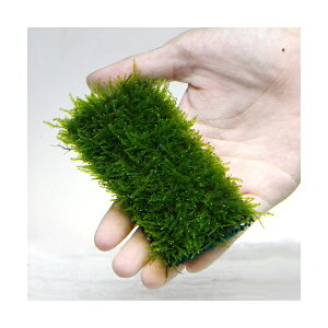 ij琬ρ@EB[X@}bgi5j@10cm×5cm@Y_@Oi@u@^@ANAE@