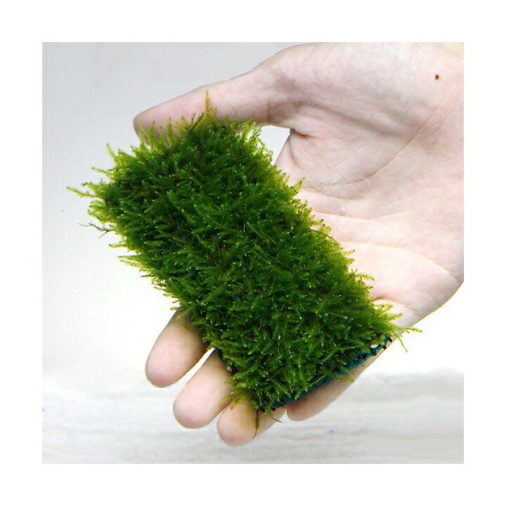 楽天市場】（水草）☆育成済☆ ウィローモス マット（5個） 10cm 