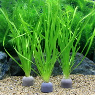 （水草）ゼオライトリング（グレー）バリスネリア　スピラリス（無農薬）（2個）