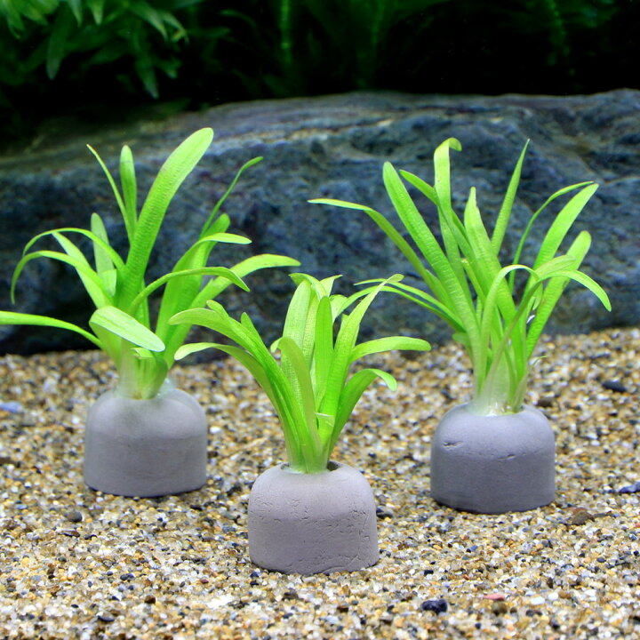 192円 Web限定カラー 水草 マルチリングブラック 黒 スクリューバリスネリア 無農薬 １個