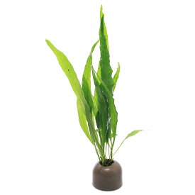楽天市場 黒 シダ植物 水草 水槽 アクアリウム内装 熱帯魚 アクアリウム ペット ペットグッズの通販