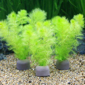 （水草）メダカ・金魚藻　ゼオライトリング（グレー）ウトリクラリア　アウレア（ノタヌキモ）（無農薬）（3個）