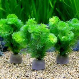 （水草）メダカ・金魚藻　ゼオライトリング（グレー）カボンバ（2個）
