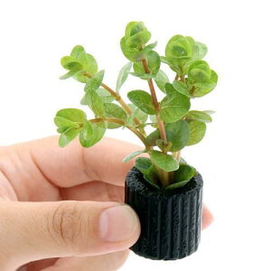 水草 ロタラ ペットの人気商品 通販 価格比較 価格 Com