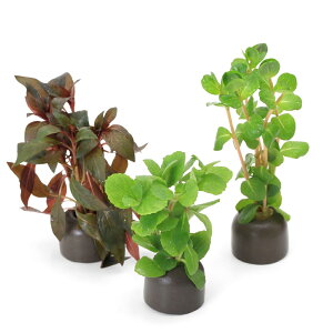 ijuȒP@[ICgOiO[j܂3itji_jiv3j