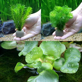 （水草）ゼオライトリング（グレー）メダカ・金魚藻セット（1セット）＋ホテイ草（1株）