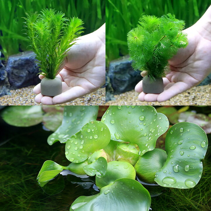 300円 返品送料無料 ビオトープ 水辺植物 ホテイ草 ホテイアオイ １０株 金魚 メダカ