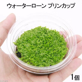 （水草）ウォーターローン（水上葉）プリンカップ（無農薬）（1個）