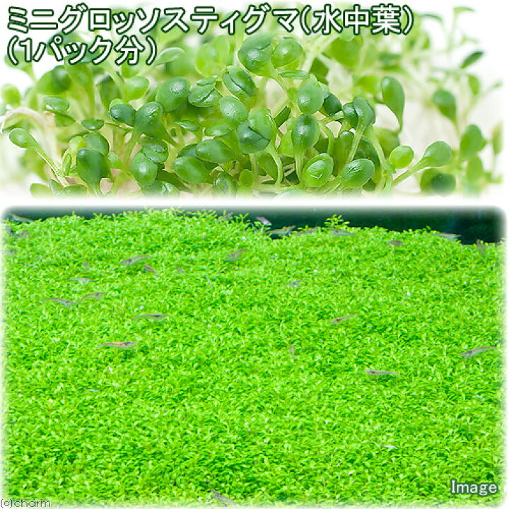 楽天市場】(水草)ミニグロッソスティグマ(水中葉)(無農薬)(3パック分) : charm 楽天市場店 楽天市場】(水草)ミニグロッソスティグマ(水中葉)(無農薬)(3パック分) : charm 楽天市場店