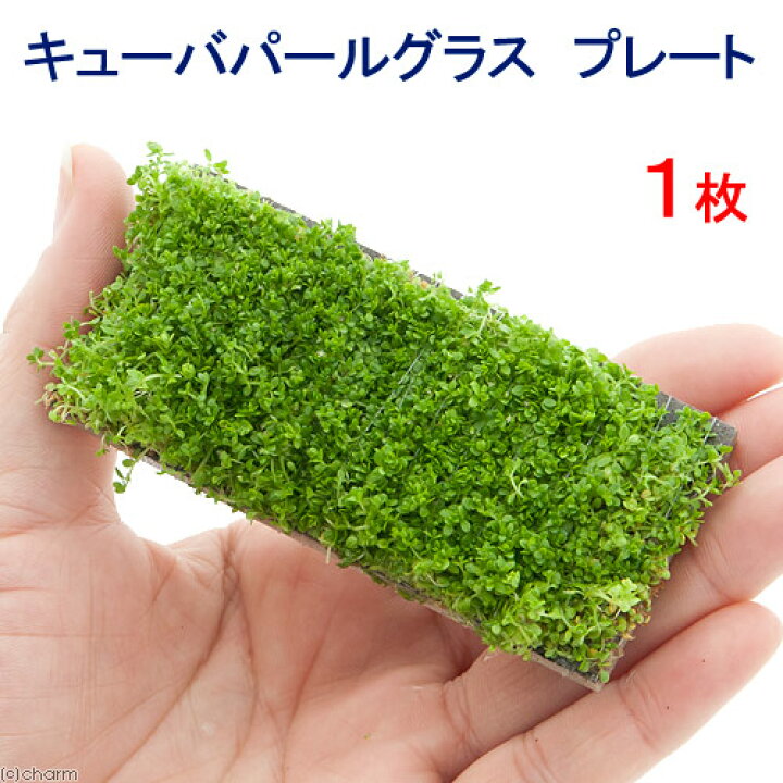 楽天市場 水草 巻きたて キューバパールグラス プレート 水上葉 無農薬 １枚 北海道航空便要保温 Charm 楽天市場店