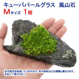 （水草）巻きたて　キューバパールグラス　風山石　Mサイズ（約14cm）（水上葉）（無農薬）（1個）