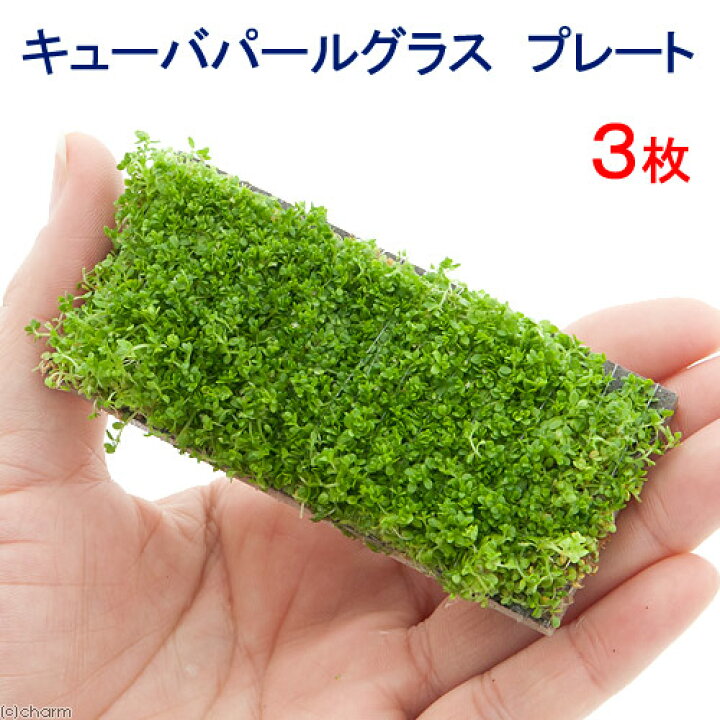 市場 水草 ６０ｃｍ水槽用レイアウトセット 風山石とキューバパールグラス