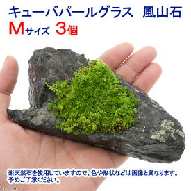 （水草）巻きたて　キューバパールグラス　風山石　Mサイズ（約14cm）（水上葉）（無農薬）（3個）