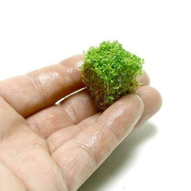 楽天市場 キューバパールグラスの種の通販