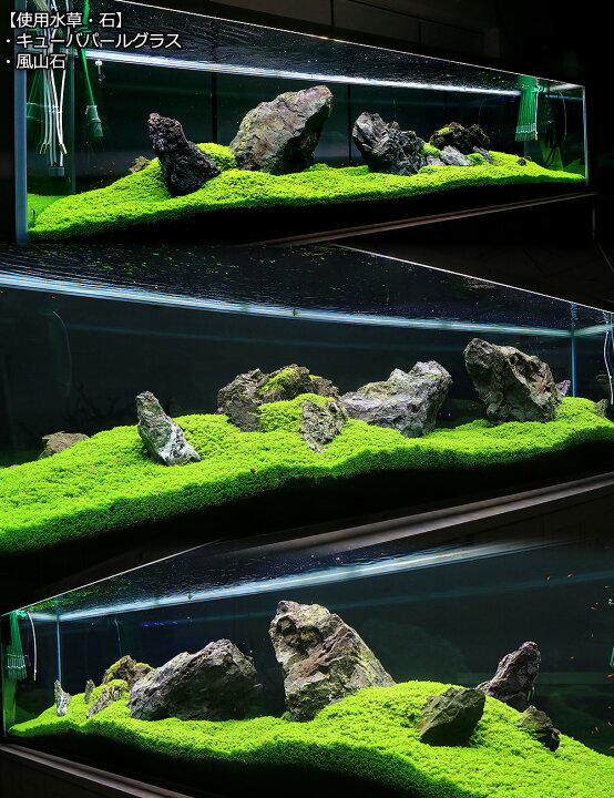 ブランド買うならブランドオフ 水草 キューバパールグラス 水上葉 キューブタイプｌサイズ 約４ｃｍ 無農薬 １個 Krntner Pflege Service 04b At