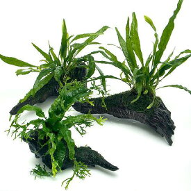 （水草）おまかせミクロソリウム＆ウィローモス付　流木Sサイズ（約15cm前後）（1本）