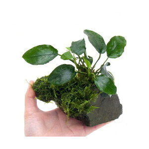 ijAkrAXiiEB[X@RSTCYi10cmOji1j