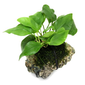 ijAkrAXii@S[fEB[Xt@R΁@STCYi10cmji3j