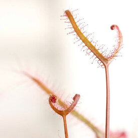 （食虫植物）モウセンゴケ　サスマタモウセンゴケ　深紅　2．5～3号（1ポット）【HLS_DU】