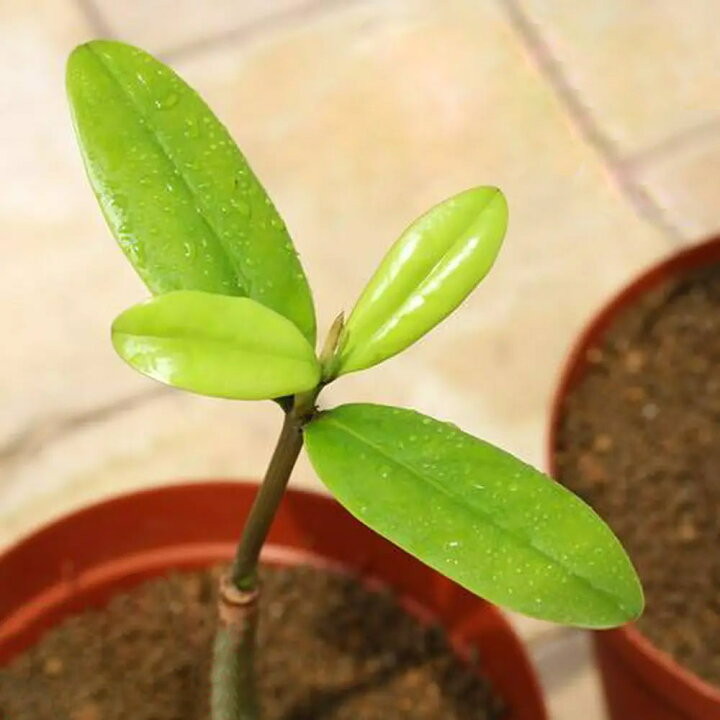 楽天市場 観葉植物 マングローブ メヒルギ 雌蛭木 ３号 １ポット Charm 楽天市場店