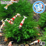 （水草）巻きたて　ウォーターフェザー　ボール（水中葉）（無農薬）（1個）