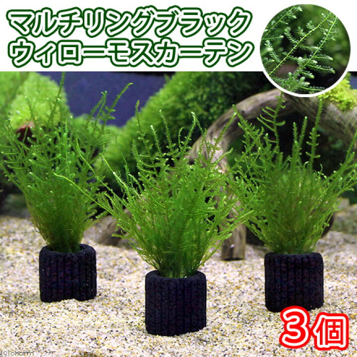 楽天市場 水草 マルチリングブラック 黒 ウィローモスカーテン 水中葉 無農薬 ３個 Charm 楽天市場店
