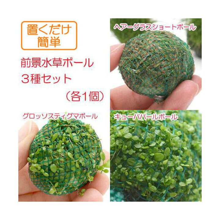 楽天市場 水草 置くだけ簡単 前景水草ボール３種セット 水中葉 無農薬 各１個 Charm 楽天市場店