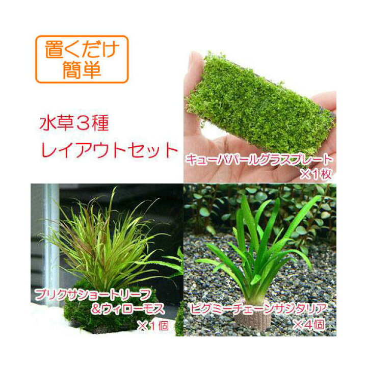 楽天市場 水草 置くだけ簡単 水草３種レイアウトセット 水中葉 無農薬 Charm 楽天市場店