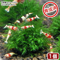 （水草）★育成済★　ウォーターフェザーボール（無農薬）（1個）