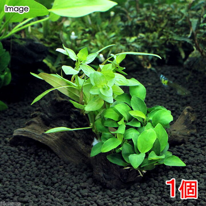 楽天市場 水草 流木 ザ ボンサイ ｖｅｒ アヌビアス ナナプチ 水上葉 １本 約１５ｃｍ Charm 楽天市場店