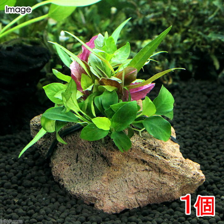 楽天市場 水草 ｐｌａｎｔｓ ａｒｒａｎｇｅｍｅｎｔ ザ ボンサイ ｖｅｒ アヌビアス ナナプチ 水上葉 １個 Charm 楽天市場店