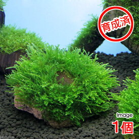 楽天市場 ウィローモス 無農薬の通販