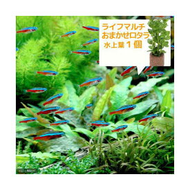 （熱帯魚）（水草）カージナルテトラ（ブリード）（10匹）＋ライフマルチ（茶）　おまかせロタラ（1個）　北海道・九州航空便要保温