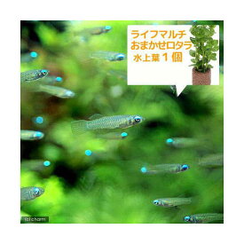 （熱帯魚）（水草）アフリカン・ランプアイ　Sサイズ（20匹）＋ライフマルチ（茶）　おまかせロタラ（1個）　北海道・九州航空便要保温