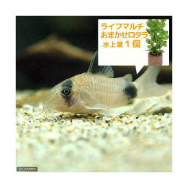 楽天市場 パンダ 熱帯魚 アクアリウム ペット ペットグッズ の通販
