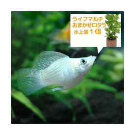 （熱帯魚）（水草）ミックスバルーンモーリー（4匹）＋ライフマルチ（茶）　おまかせロタラ（1個）　北海道・九州航空便要保温