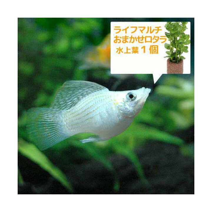 楽天市場 熱帯魚 水草 ミックスバルーンモーリー ４匹 ライフマルチ 茶 おまかせロタラ １個 北海道 九州航空便要保温 Charm 楽天市場店