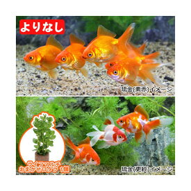 楽天市場 金魚すくい用 金魚の通販
