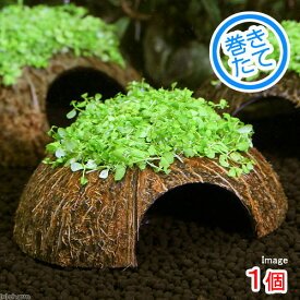 （水草）巻きたて　ココナッツシェルター　ニューラージパールグラス（水上葉）（無農薬）（1個）