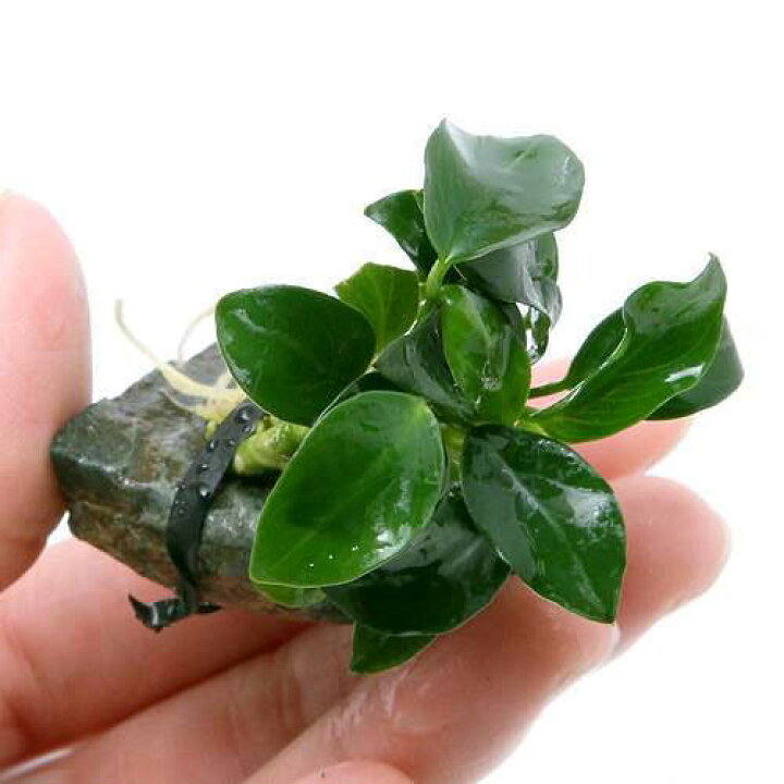 楽天市場 水草 アヌビアスナナ プチ 風山石小粒 水中葉 無農薬 １個 Charm 楽天市場店