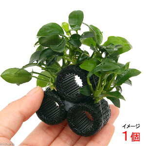 ij}`OubNijiiv`Re[Witji1j