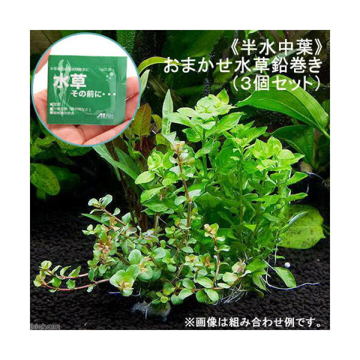 楽天市場 水草 半水中葉 おまかせ水草 鉛巻き 半水中葉 無農薬 3個 水草その前に 1g 2l用 本州四国限定 Charm 楽天市場店 楽天市場 水草 半水中葉 おまかせ水草 鉛巻き 半水中葉 無農薬 3個 水草その前に 1g 2l用 本州四国限定 Charm 楽天市場店