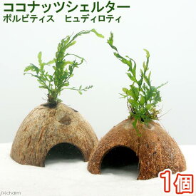 （水草）ココナッツシェルター　ボルビティス　ヒュディロティ（水中葉）（1個）