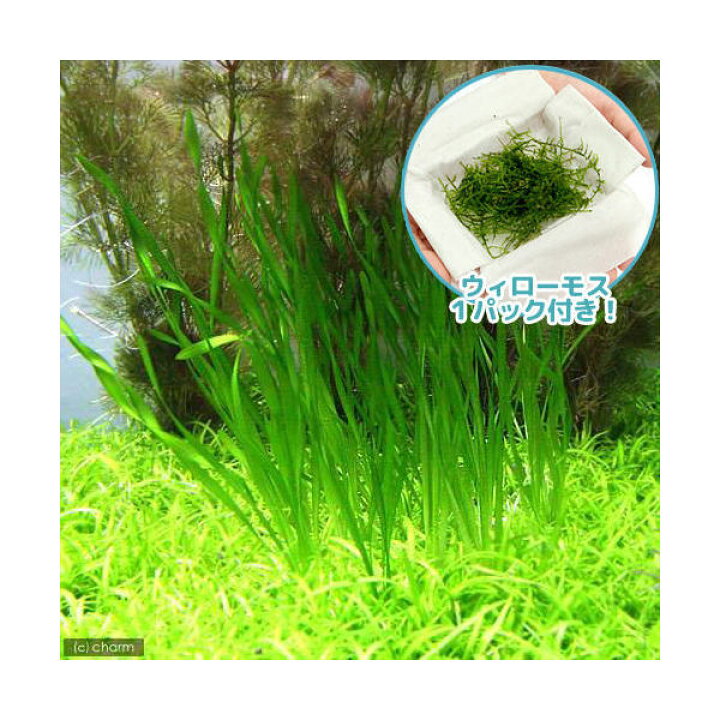 楽天市場 水草 スクリューバリスネリア ウィローモス 水中葉 1セット Charm 楽天市場店 楽天市場 水草 スクリューバリスネリア ウィローモス 水中葉 1セット Charm 楽天市場店