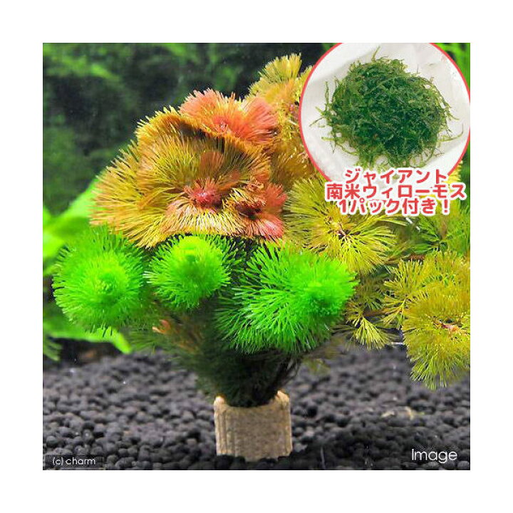 楽天市場 水草 ジャイアント南米ウィローモス ライフマルチ 茶 カボンバミックス 水中葉 1セット Charm 楽天市場店 楽天市場 水草 ジャイアント南米ウィローモス ライフマルチ 茶 カボンバミックス 水中葉 1セット Charm 楽天市場店