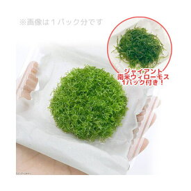 楽天市場 水草 絨毯 ウィローモスの通販