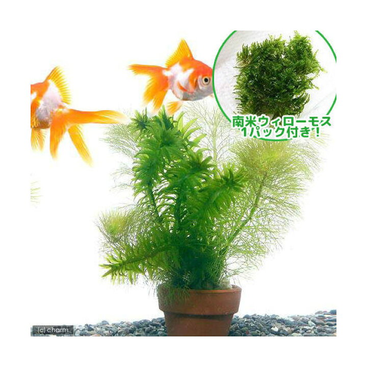 楽天市場 水草 南米ウィローモス メダカ 金魚藻 ミニ寄植え鉢 水中葉 １セット Charm 楽天市場店